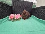 Super lief choco Mini kleurdwergje, Dieren en Toebehoren, Mannelijk, Dwerg, 3 tot 5 jaar