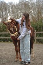 Verzorgpony/paard gezocht!!, Dieren en Toebehoren, Paarden