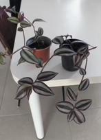 Kamerplant Tradescantia zebrina, Huis en Inrichting, Kamerplanten, Ophalen, Overige soorten, Halfschaduw, Minder dan 100 cm