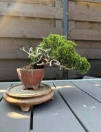 Bonsai Juniperus Chinensis Shohin - Jeneverbes, Tuin en Terras, Lente, Minder dan 100 cm, Volle zon, In pot