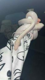 Elaphe albinos, Animaux & Accessoires, Enlèvement, Utilisé