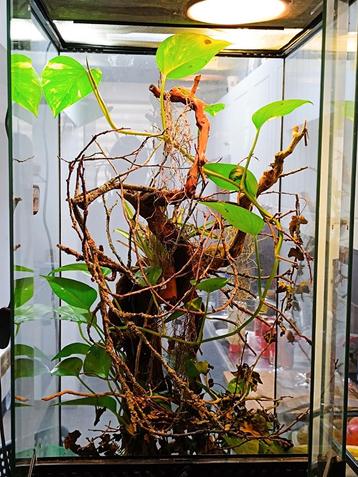 Terrarium 45x45x90cm met anolis Te koopte ruil niks voor mij beschikbaar voor biedingen