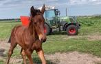 Top gefokt Zangersheide veulen, Dieren en Toebehoren, Paarden, Springpaard, Gechipt, Niet van toepassing, 0 tot 2 jaar