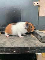 Supermooie rascavia zeugje 3-kleur ( US Teddy drager ), Cavia, Augustus, Vrouwelijk, Tam