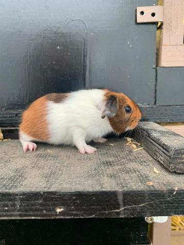 Supermooie rascavia zeugje 3-kleur ( US Teddy drager ) beschikbaar voor biedingen