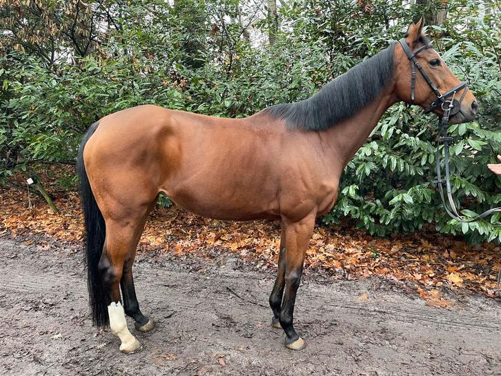 Super brave 11 jarige springt parcourtje, Dieren en Toebehoren, Paarden, Merrie