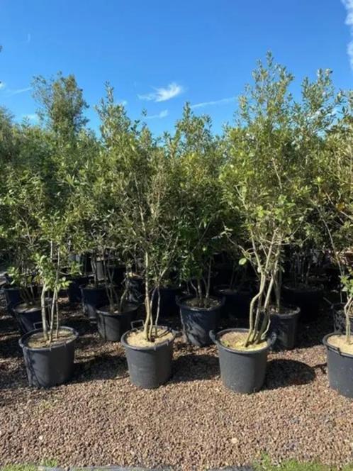 Quercus Ilex, Groenblijvende Meerstammige Boom, Tuin en Terras, Planten | Bomen, Ophalen of Verzenden