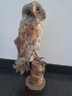 Opgezette kerkuil, Verzamelen, Dierenverzamelingen, Ophalen of Verzenden, Gebruikt, Vogel, Opgezet dier