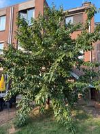 Kersenlaar hout, Doe-het-zelf en Bouw, Hout en Planken, Ophalen, 25 tot 50 mm, Overige typen, Zo goed als nieuw