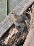 Zijdehoender USA hen, Dieren en Toebehoren