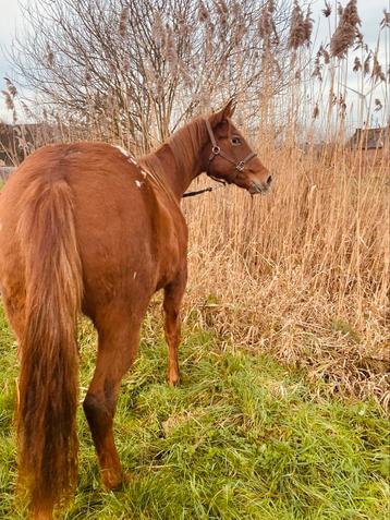 Appaloosa met amerikaanse papieren beschikbaar voor biedingen