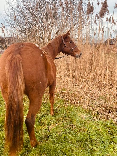 Appaloosa met amerikaanse papieren, Dieren en Toebehoren, Pony's, Hengst, Onbeleerd, E pony (1.48m - 1.57m), Westernpony, 0 tot 2 jaar