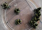 Gifkikkers kikkers dendrobate auratus leucomelas, Dieren en Toebehoren, Reptielen en Amfibieën, Amfibie, 0 tot 2 jaar