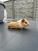 Cavia Vrouwtje, Animaux & Accessoires, Rongeurs, Cobaye