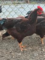 Rhode island red KRIEL, Dieren en Toebehoren
