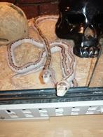 pantherophis obsoletus licorice, Animaux & Accessoires, Reptiles & Amphibiens