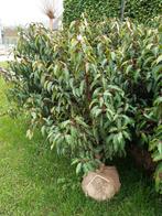 haagplanten, Prunus lusitanica, Overige soorten, Haag, Minder dan 100 cm, Ophalen of Verzenden