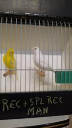 Kleurkanaries - Witte, gele, Dieren en Toebehoren, Kleurkanarie