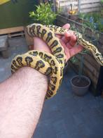 Gezocht!!! Morelia Cheynei., Dieren en Toebehoren
