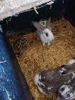 Vlinder konijn, Dieren en Toebehoren, Meerdere dieren, Middelgroot, 0 tot 2 jaar