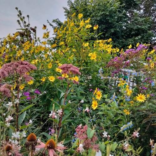 Tuin Planten, Tuin en Terras, Planten | Tuinplanten, Ophalen