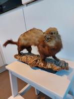 Taxidermie marterachtige, waarschijnlijk een nerts., Verzamelen, Dierenverzamelingen, Ophalen