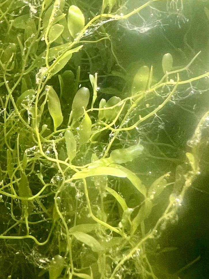 Caulerpa prolifera Dwerg –, Dieren en Toebehoren, Vissen | Aquaria en Toebehoren, Ophalen