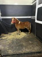 Shetlander merrie, Dieren en Toebehoren, Merrie