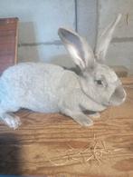 2 blauwe voedsters, Dieren en Toebehoren, Konijnen, Vrouwelijk, Middelgroot