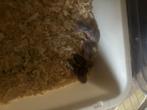 Hamsters, Dieren en Toebehoren, Knaagdieren, Juli, Hamster, Tam