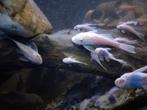 Kweekgroep snow white short + jongen+35stuks, Dieren en Toebehoren, Vissen | Aquariumvissen