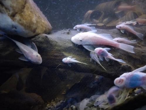 Kweekgroep snow white short + jongen+35stuks, Dieren en Toebehoren, Vissen | Aquariumvissen