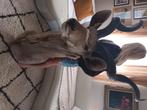 Kudu opgezette kop ,  xxl ,  zeer mooi, Verzamelen, Dierenverzamelingen, Ophalen, Zo goed als nieuw, Wild dier, Opgezet dier