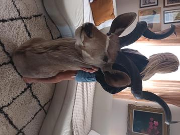 Kudu opgezette kop ,  xxl ,  zeer mooi beschikbaar voor biedingen