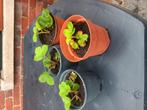 aardbeienplantjes, Tuin en Terras, Ophalen