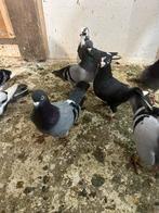 Hoogevliegers duiven, Dieren en Toebehoren