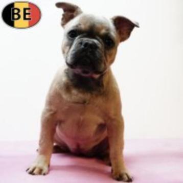 Franse Bulldog - Speelse Belgisch pups te koop beschikbaar voor biedingen