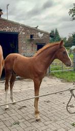 Hengsten Veulen, Dieren en Toebehoren, Paarden, Hengst, Niet van toepassing, Gechipt, 0 tot 2 jaar