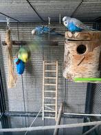 Grasparkieten, Dieren en Toebehoren, Vogels | Parkieten en Papegaaien