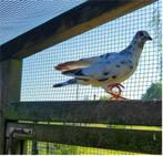 Zwart wit gevlekte duivin reisduif, vliegduif, postduif, Dieren en Toebehoren, Vogels | Duiven, Meerdere dieren, Postduif