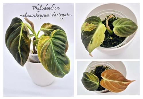 Philodendron melanochrysum Variegata, Huis en Inrichting, Kamerplanten, Ophalen of Verzenden