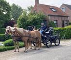 paarden, Merrie, Minder dan 160 cm, Niet van toepassing, Tuigpaard