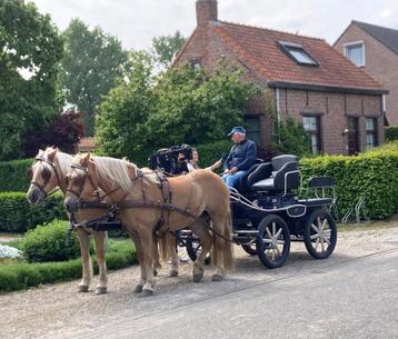 paarden, 11 ans ou plus, Moins de 160 cm, Cheval d'attelage, Ne s'applique pas