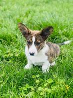 Belgische Corgi Cardigan pupjes zoeken een gouden mandje, Dieren en Toebehoren, Honden | Herdershonden en Veedrijvers, CDV (hondenziekte)