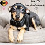 Pinscher femelles - Olia & Ornella - à vendre (pedigree), 15 semaines à 1 an, Commerçant, Belgique, Plusieurs