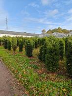 Taxus baccata, Ophalen, Taxus, Struik, 100 tot 250 cm