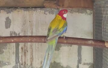 Koppel rosella beschikbaar voor biedingen