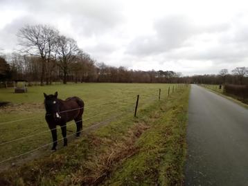 Weide te koop, weiland te Opglabbeek GERESERVEERD!!! beschikbaar voor biedingen