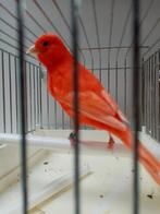 Kanaries, Dieren en Toebehoren