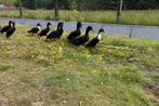 Smaragd eenden, Meerdere dieren, Eend